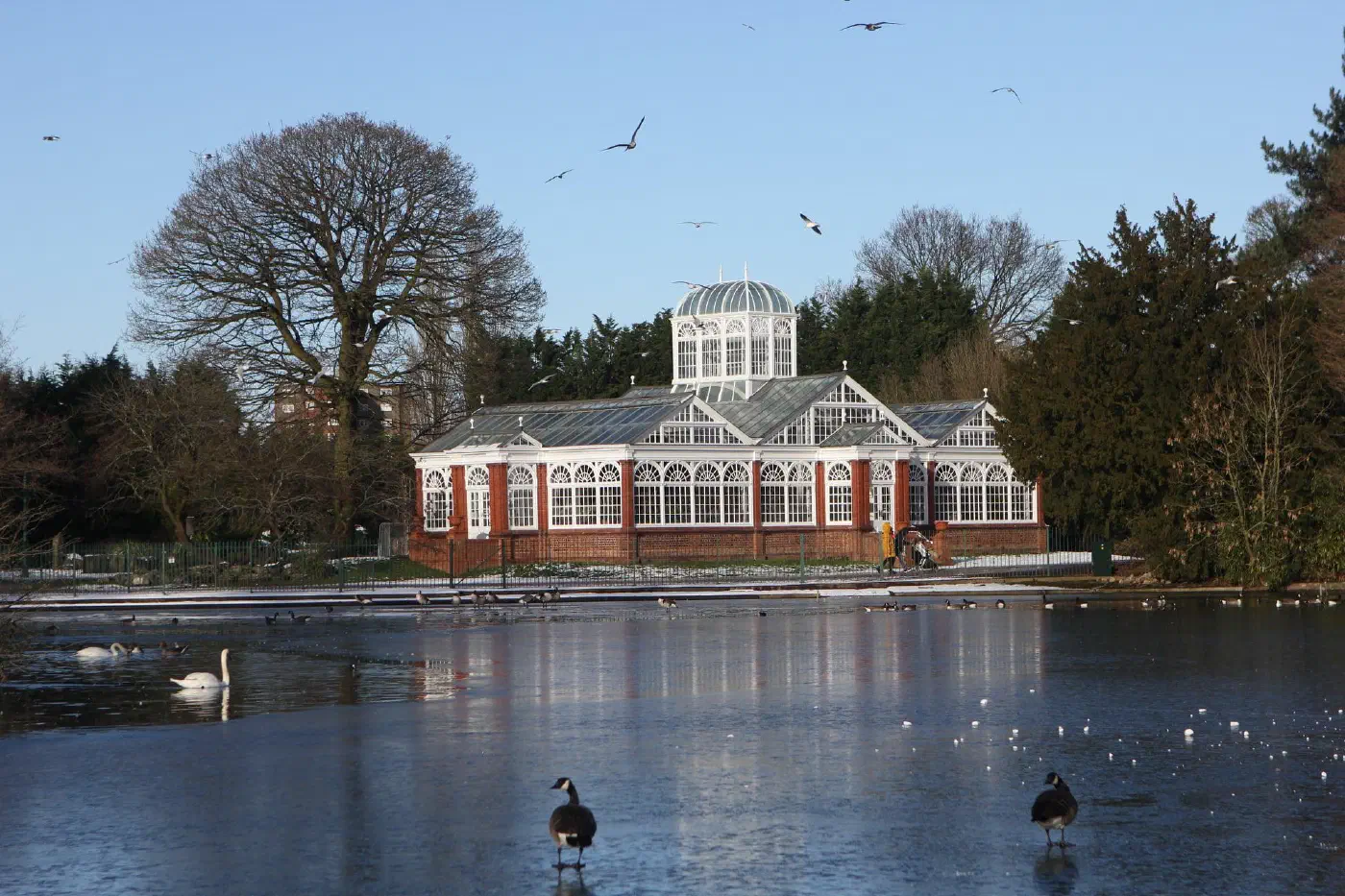 A Victorian glasshouse with a glazed dome beyond a partly frozen lake: a swan on open water, Canada geese on the ice in the foreground and gulls overhead